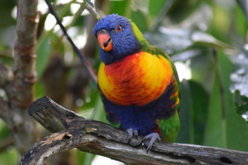 Rainbow lorikeet. Colourful. Striking. Bird. 