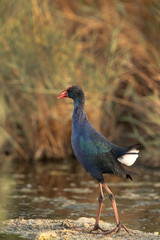 Swamphen at Asker marsh