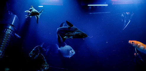 scuba diver in the aquarium