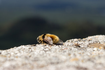 A wild bee sits on a stone