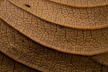 Close up of a brown leaf