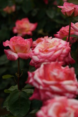 Light Pink Flower of Rose 'Elegant Lady (Diana, Princess of Wales)' in Full Bloom
