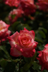 Light Pink Flower of Rose 'Elegant Lady (Diana, Princess of Wales)' in Full Bloom
