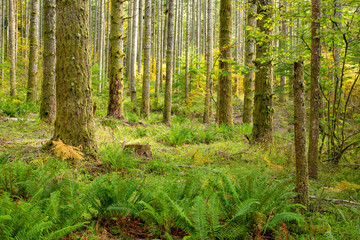 Fototapeta premium A fir tree forest at Silver fall state park near Silverton, Oregon.