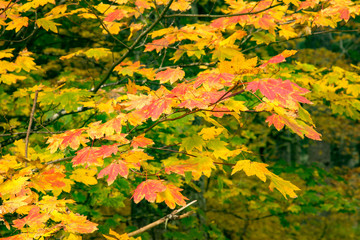 Autumn vine maple leaves at Silver fall state park near Silverton, Oregon.