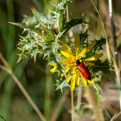 Red ladybug on a yellow flower
