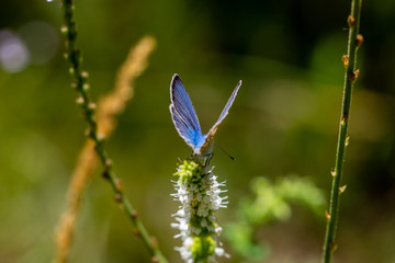 Close-up view of a blue butterfly in the field