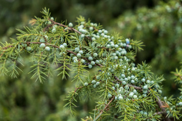 Naklejka na ściany i meble Gemeiner Wacholder (Juniperus communis)