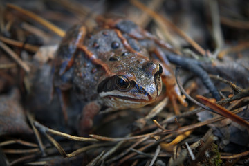 Portrait of an earthen frog in the forest close-up.