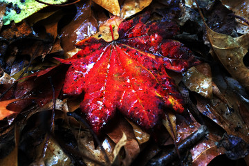 Red Autumn Leaf