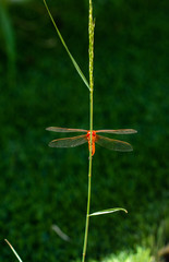 Red dragonfly on the grass