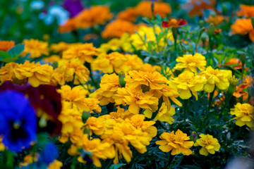 yellow flowers