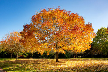 Maple tree in the sun showing autumn fall colors