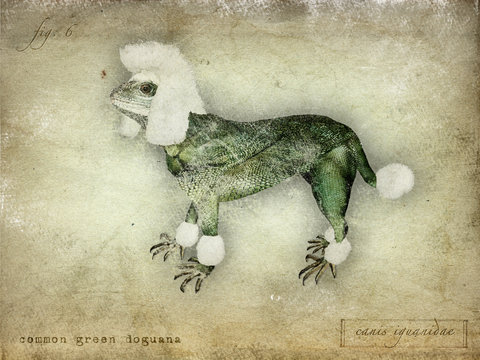 vintage dog iguana creature