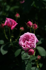 Red Flower of Rose 'Empereur du Maroc' in Full Bloom
