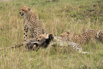 Cheetahs hunting a wildebeest at Masai Mara, Kenya