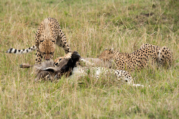 Cheetahs hunting a wildebeest at Masai Mara, Kenya