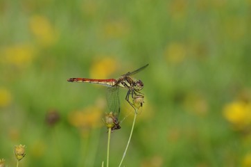 dragonfly on a leaf