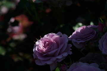 Light Purple Flower of Rose 'Enchanted Evening' in Full Bloom
