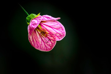 flower in a dark background