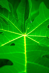 green leaf texture