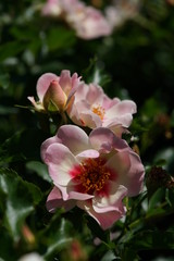 Pink and White Flower of Rose 'Eridu Babylon' in Full Bloom
