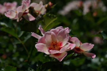 Naklejka na ściany i meble Pink and White Flower of Rose 'Eridu Babylon' in Full Bloom 
