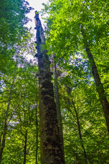 Fototapeta premium Landscape of the Bialowieza Primeval Forest, Poland and Belarus