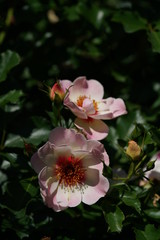 Pink and White Flower of Rose 'Eridu Babylon' in Full Bloom
