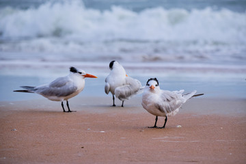 Three Royal Terns... one makes eye contact.  Ormond Beach, Florida