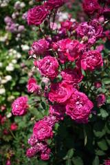 Dark Red Flower of Rose 'Eugene de Beauharnais' in Full Bloom
