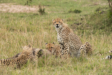 Cheetahs hunting a wildebeest at Masai Mara, Kenya
