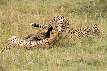 Cheetahs hunting a wildebeest at Masai Mara, Kenya