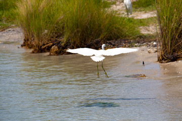 Egret landing near the beach with it's wings spread wide