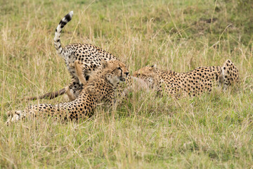 Cheetahs hunting a wildebeest at Masai Mara, Kenya
