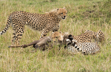 Cheetahs hunting a wildebeest at Masai Mara, Kenya