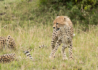 Cheetahs hunting a wildebeest at Masai Mara, Kenya