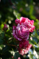 Variegated, Pink and White Flower of Rose 'Framboise Vanille' in Full Bloom
