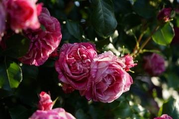 Variegated, Pink and White Flower of Rose 'Framboise Vanille' in Full Bloom
