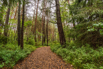 Nature reserve Wilhelmsdorf Pfrunger Ried in Upper Swabia