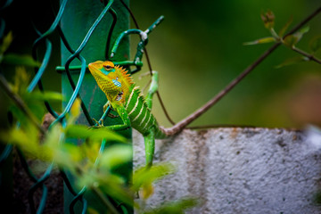 green lizard on a branch