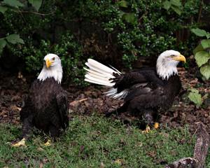 Bald Eagle bird Photos.  Bald Eagle couple displaying brown feather plumage, head, eye, beak with a green foliage background in their habitat and environment. Picture. Portrait. Image.