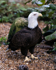 Bald Eagle Bird photo.  Bald Eagle bird close-up profile view with foliage background. Bald Eagle portrait.  Bald Eagle image.  Bald eagle picture.