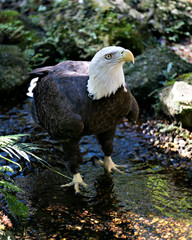 Bald Eagle Stock Photos.  Bald Eagle in the water basking in sunlight displaying its body, head, eye, beak, talons, plumage with a background  in its habitat and environment. Image. Picture. Portrait.