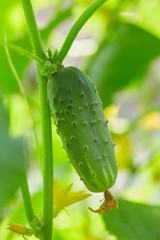 cucumbers growing in a green house