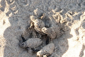 Newly hatched sea turtles emerging through the sand from their beach nest
