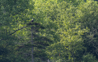 Bald Eagle perched on pine tree with pine cones staring downward.   Leafy trees in the back ground.