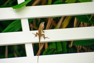 A Small Lizard Sitting on a White Lounge Chair