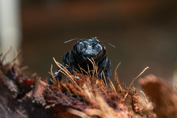 Abejorro 