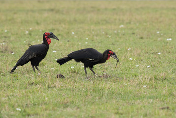 The Southern Ground Hornbill is the largest species of hornbill